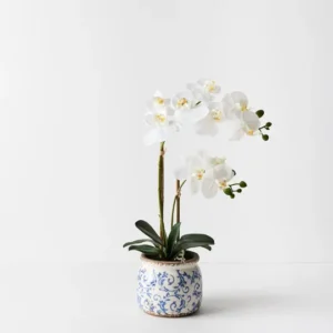 Orchid Phalaenopsis In Scarla Pot – White –  54cm