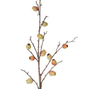 Fruit Berry Branch Stem Pink