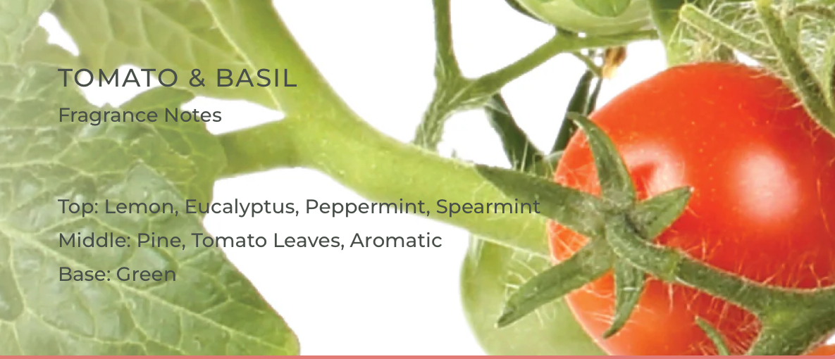 TOMATO & BASIL Soy Candle 300g - Image 5